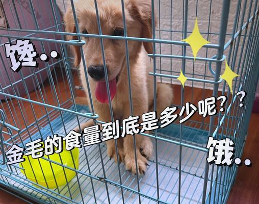 金毛宠物的健康之选（为您的金毛选择合适的营养均衡狗粮，让它健康成长）