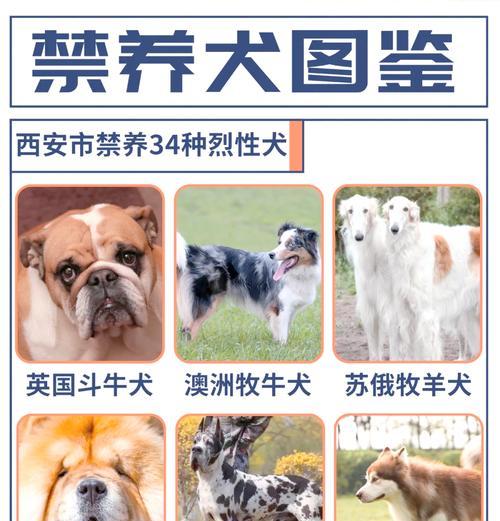 西安犬舍（探索西安城市中的优秀犬舍，给您的宠物一段美好时光）