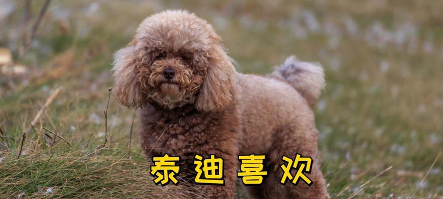泰迪犬下奶时间及注意事项（为你的泰迪宝宝提供健康饮食）