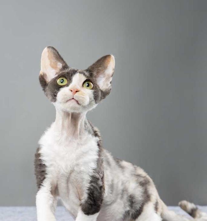 德文卷毛猫市场价及价格区间（了解德文卷毛猫的市场价格和购买成本）