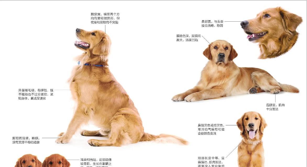 金毛小狗的价格揭秘（了解金毛狗狗的市场价格及因素）