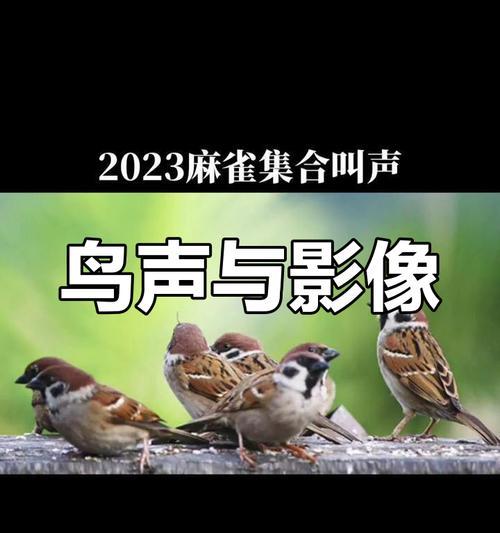 深入探索鸟叫声的奥秘（美妙多变的鸟类语言与沟通方式）