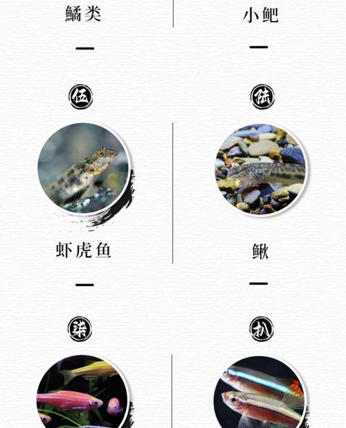 适合新手的混养热带鱼搭配，轻松享受养鱼乐趣（两种特别好养的热带鱼搭配推荐，新手也能成为养鱼高手）