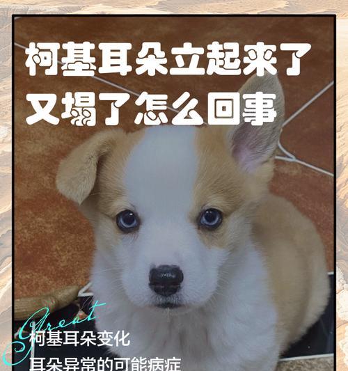 揭秘柯基耳朵又脏又臭的原因（了解如何处理柯基耳螨，让它们再次闪耀光彩）