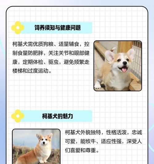 粗毛柯利犬（了解粗毛柯利犬的特征与品性，选择适合自己的伴侣）