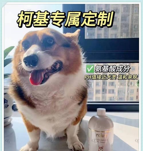 柯基犬价格一览（柯基犬价格取决于品种、血统和地区等多个因素）
