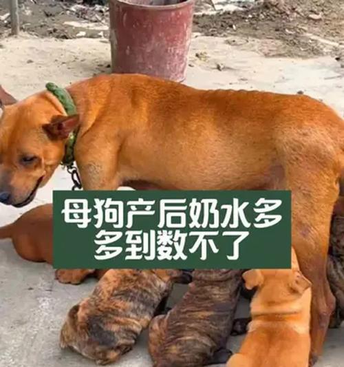 母狗产后流血的持续时间及注意事项（了解狗狗产后流血的时间长度及应对方法，守护狗狗的健康）