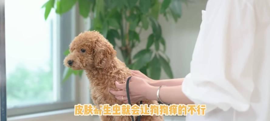 狗狗经常挠自己，应对方法有多种选择（探索治疗狗狗瘙痒问题的有效方法）