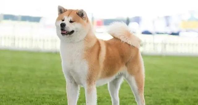 秋田犬的智商高吗？（探寻秋田犬智商排行榜中的佼佼者）