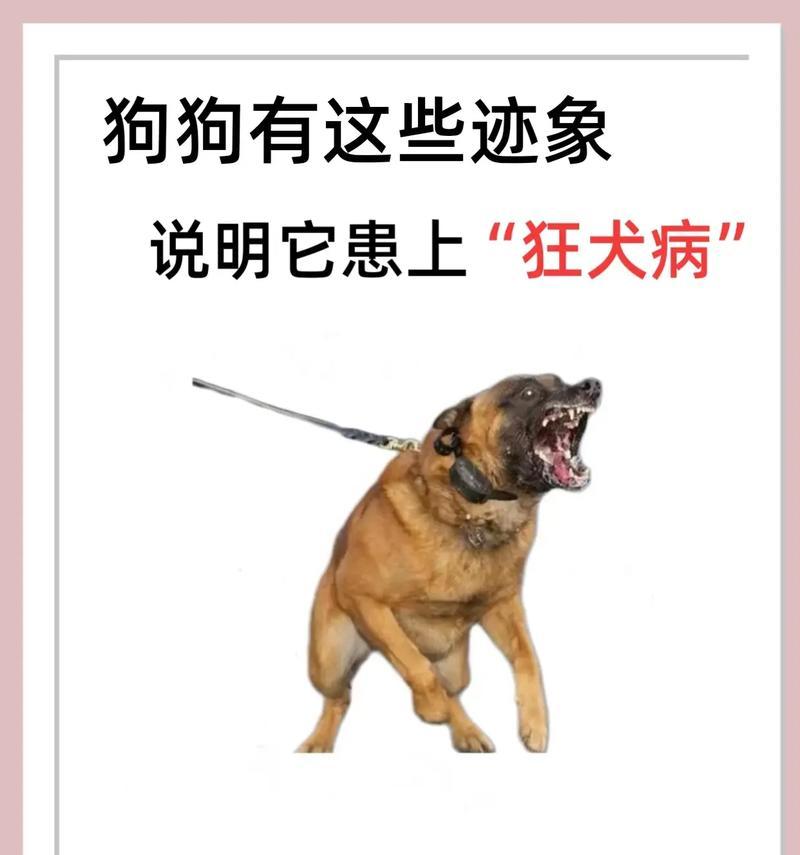 狗子出现这些症状要注意了，可能是患病的征兆！（宠物狗健康状况有异常变化，主人需密切关注。）