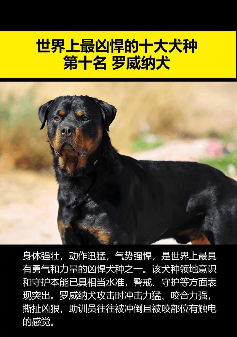养狗要慎重考虑（不要冲动选择，为你和宠物的幸福着想）