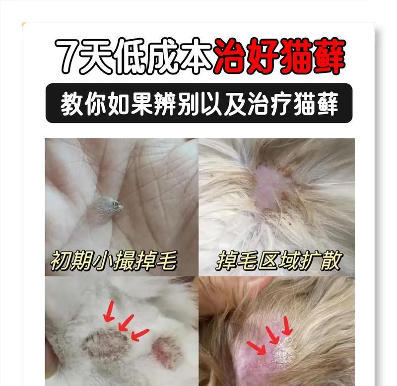 喷药治猫藓需要多久才能让猫咪舔掉？（探索喷药治疗猫藓的时间需求及注意事项）