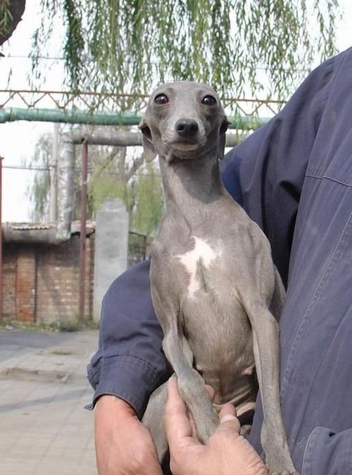 狗市场上的各类狗品种（探秘狗市场，了解不同犬种特点）