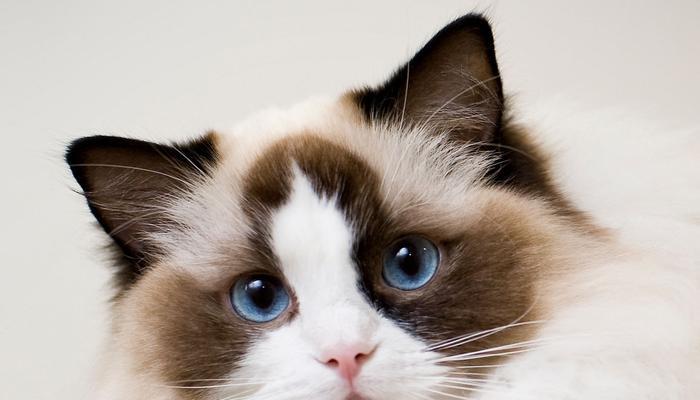 布偶猫（探寻布偶猫的常见品种及高昂价格背后的原因）