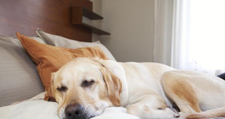 照顾生产后的母犬及狗崽
