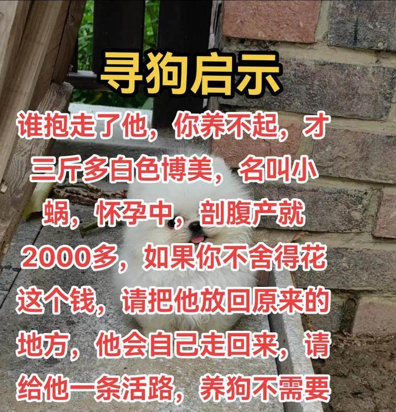 博美犬繁殖周期及生产时间解析（揭秘博美犬繁殖周期和生产时间，让你了解它们的成长之旅）