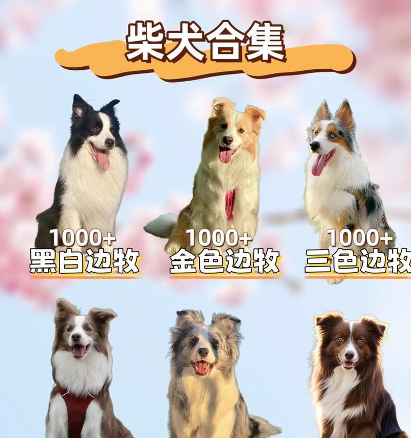 边牧狗狗洗澡的最佳频率（边牧狗狗洗澡的注意事项及适当的时间间隔）
