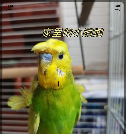 鹦鹉鱼（研究揭示了鹦鹉鱼的饥饿耐受性及其生存策略）