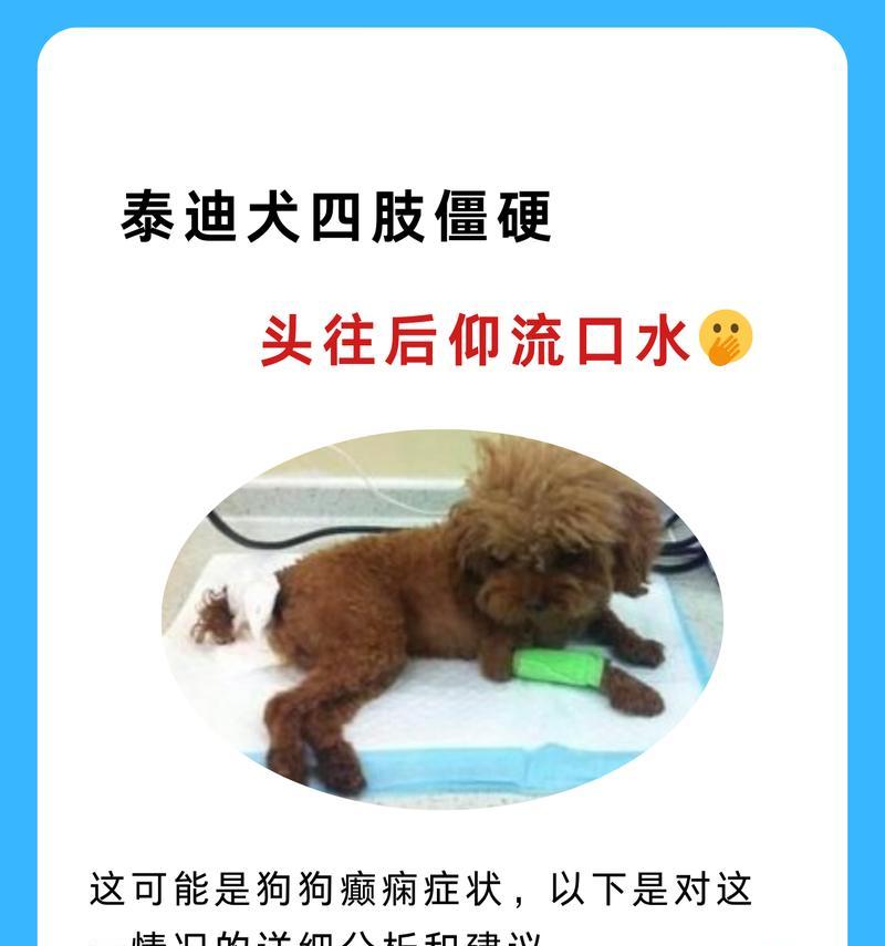解决泰迪呕吐的方法（有效预防和处理泰迪呕吐的技巧）