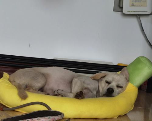 狼狗怀孕周期与生产过程详解（从怀孕到分娩，了解狼狗繁殖的奥秘）
