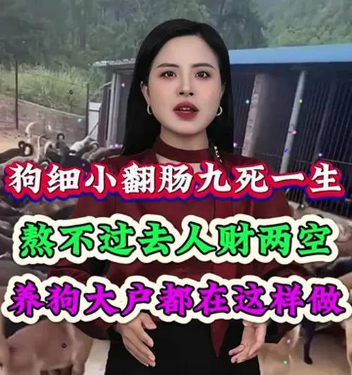 养狗需要等待多久才合适？（探讨宠物狗适合收养的年龄和时间）