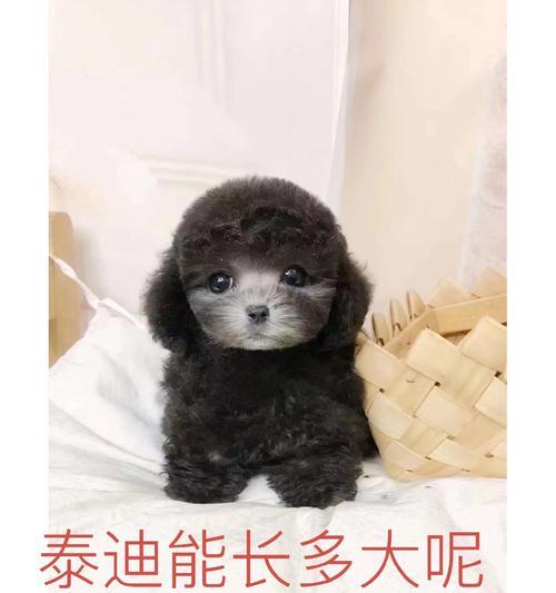 泰迪犬适应新环境需要多久？（探讨泰迪犬在新环境中适应的时间和关键因素）