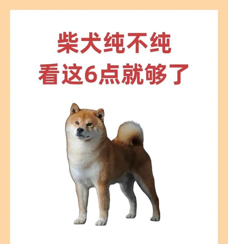 月薪3000养柴犬的经济压力（柴犬花销真的大吗？解析养犬成本与经济实际）