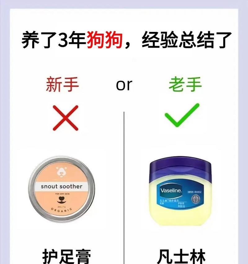 养一只狗狗的经济成本及所需开支（了解养狗的经济投入和所需费用，让你为宠物做好准备）