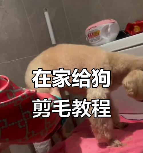 泰迪剪毛后需多久才能长好？（理发间隔）