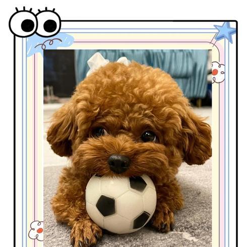 泰迪犬的成熟期是多久？（揭秘泰迪犬成长的时间和关键因素）