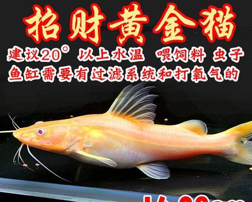 世上最昂贵的猫咪们（超越“金子”，这几种猫咪价格更高？）