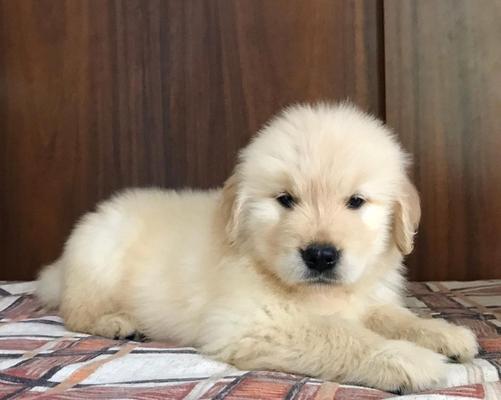 如何挑选一只健康的金毛犬幼犬（金毛犬幼犬挑选技巧及关键要素）