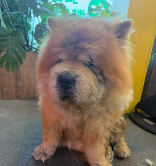 松狮犬喂食误区（避免这5个错误，让你的松狮犬健康成长）