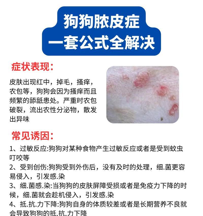治愈脓皮病需要多长时间？（探讨脓皮病的治疗周期及关键因素）