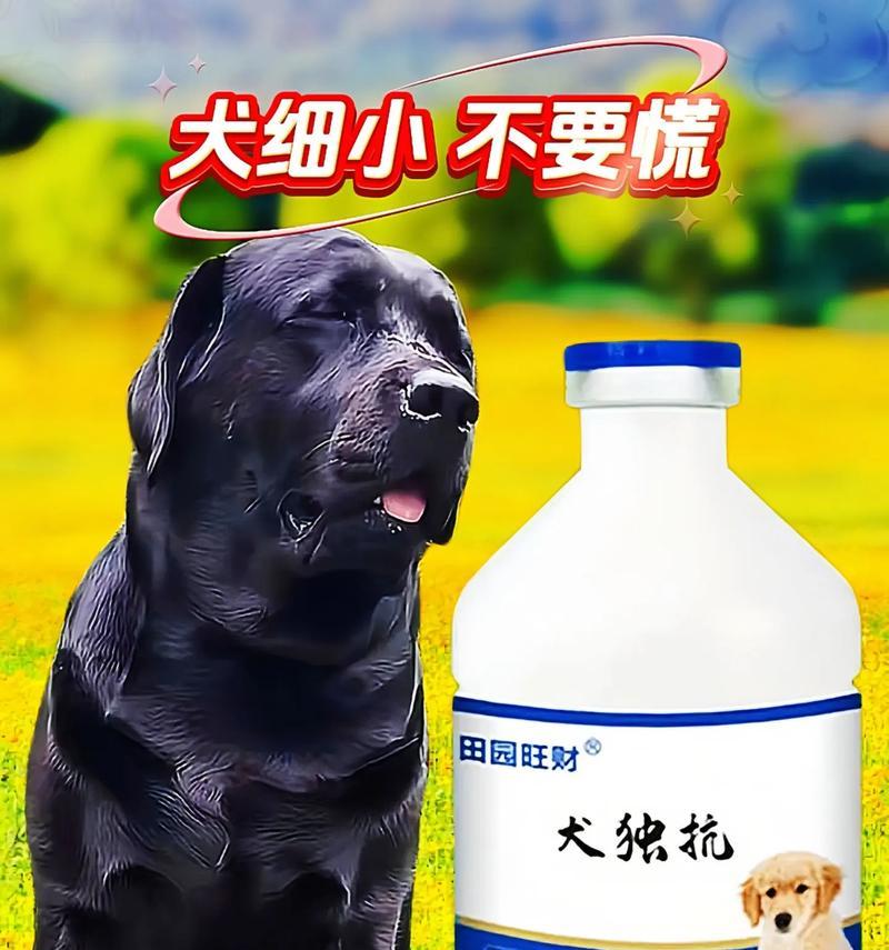 养狗需要考虑的适宜时间（多久之后可以开始养狗？）
