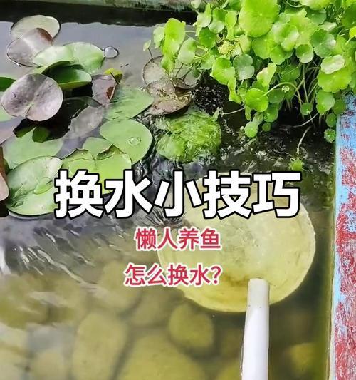 养鱼水质管理的关键之一（科学养鱼，掌握适宜换水周期，助你培养健康鱼群）