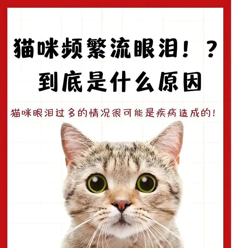 揭秘猫咪泪痕之谜（为什么猫咪会有泪痕？解析泪痕成因与预防方法）