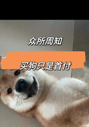 狗狗价格盘点（了解狗狗市场价格，避免买贵了）