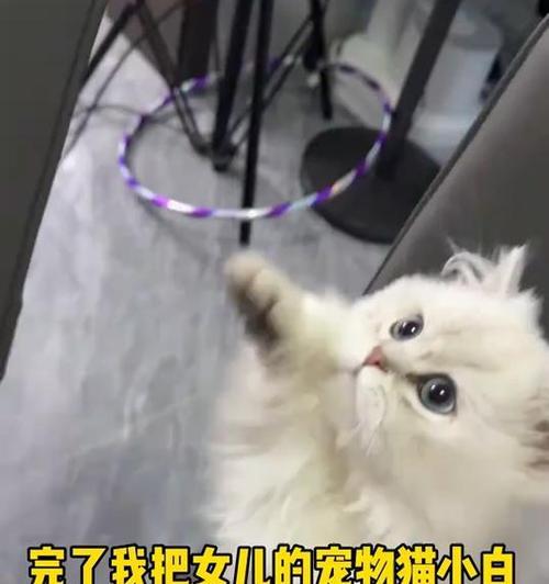 猫毛剃光后多久会长长？（揭秘猫毛再生周期及影响因素）