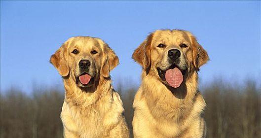 金毛犬的成年期及发育特征（探秘金毛犬的成熟过程及关键时刻）