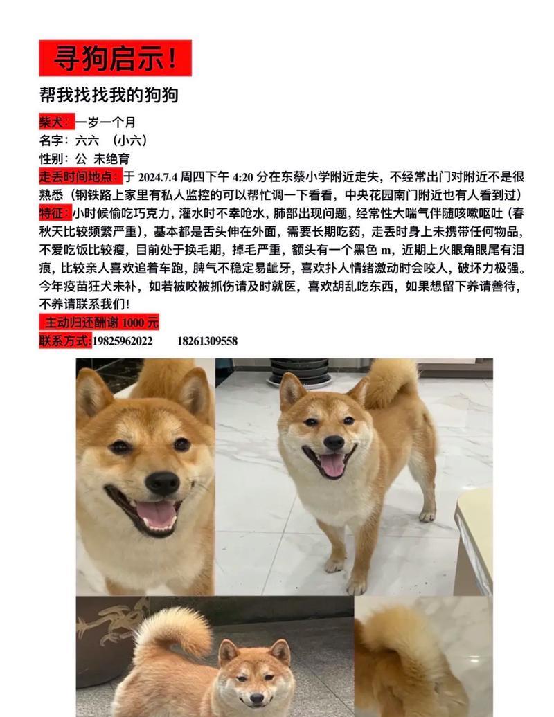 柴犬须知小常识——打造幸福柴犬生活（了解柴犬的15个小贴士，让你的狗狗更健康快乐）