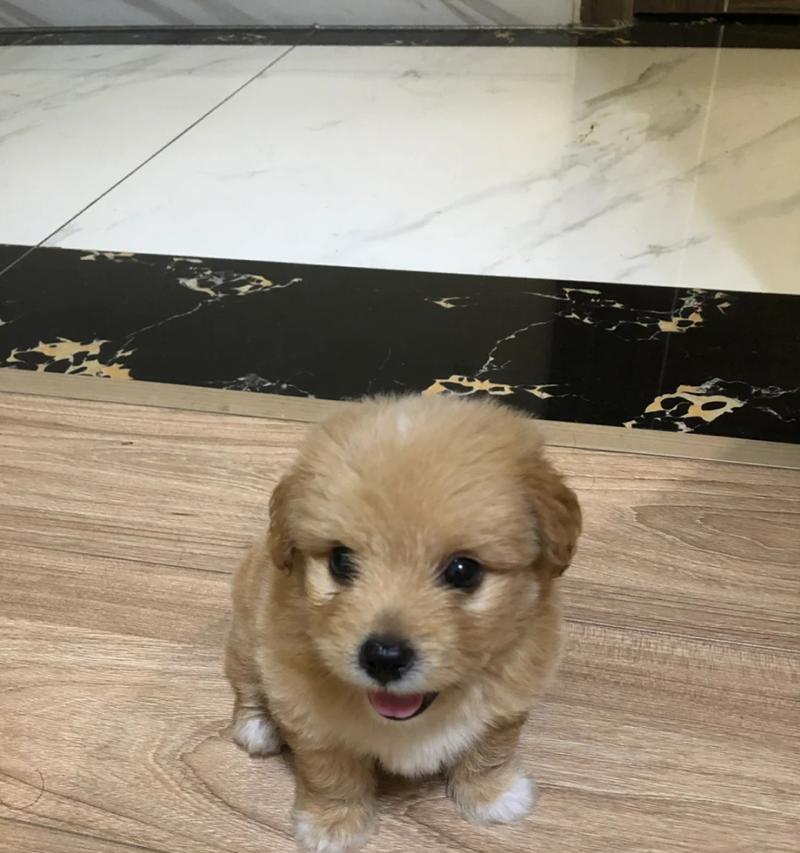 小狗听话的时间需要多久？（培养听话小狗的关键方法和时间节点）