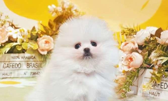博美犬的生育周期（解析博美犬的交配、妊娠和分娩过程）