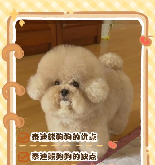 泰迪喂养次数的年龄阶段差异（了解不同年龄段泰迪的喂养需求，给宠物提供适当的饮食）