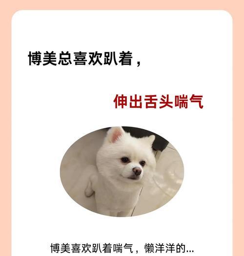 博美为什么变臭了？（探究博美狗狗体臭的原因与解决方法）