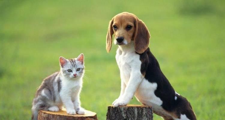 养猫好还是养狗好？以养猫为主题的讨论（为什么养猫比养狗更好？）