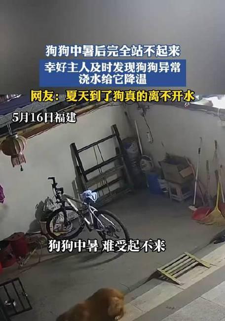 狗中暑后遗症（了解狗中暑后的15种常见症状及应对措施）
