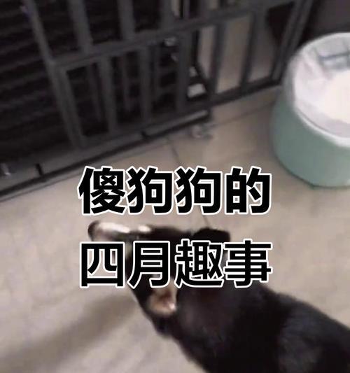 四个月狗的睡眠时间有多久？（探究四个月狗的睡眠习惯及其影响因素）