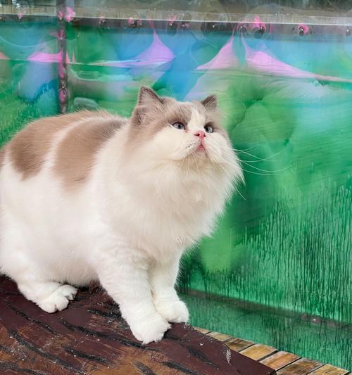 大型猫的品种和特点（探索世界上最壮观的大型猫种类，它们的身形、性格和特征）