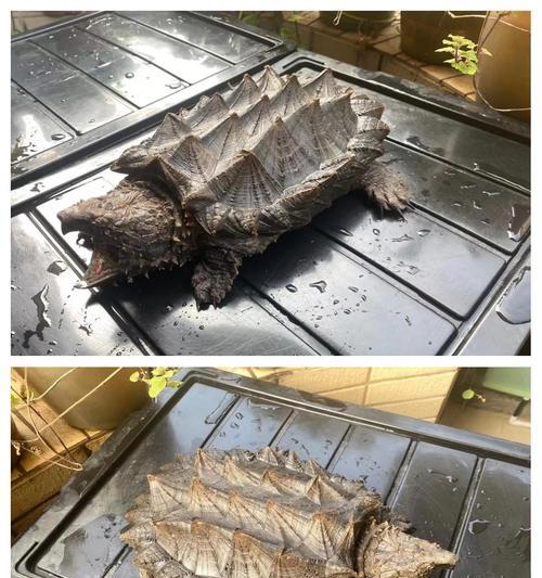小鳄龟与大鳄龟的区别及识别方法（解开困惑，轻松辨别两者身份）
